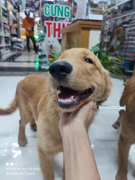 Hình ảnh RinRin Petcare 3