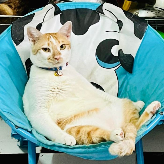 Hình ảnh 2 của Bệnh Viện Thú Y Petcare