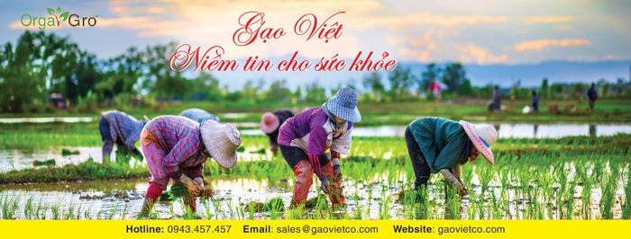 Hình ảnh 2 của Gạo hữu cơ Lứt Trắng OrgaGro