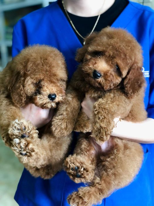 Thế Giới Thú Cưng Buôn Ma Thuột - hình ảnh 1