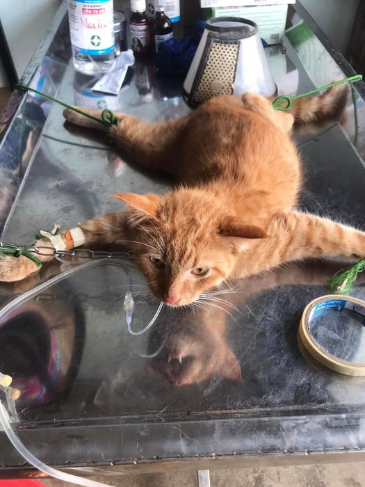 Hình ảnh Lovely Pet Buôn Ma Thuột 2