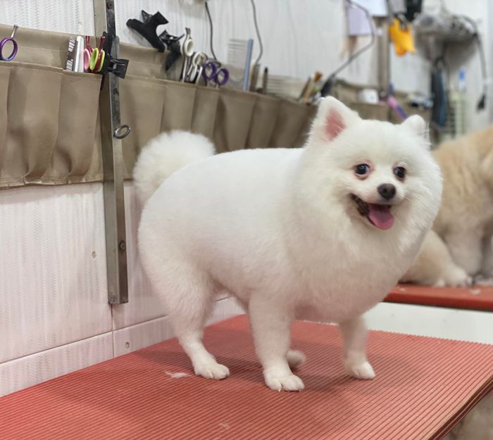 Hình ảnh phòng khám thú y Blue Petcare 2