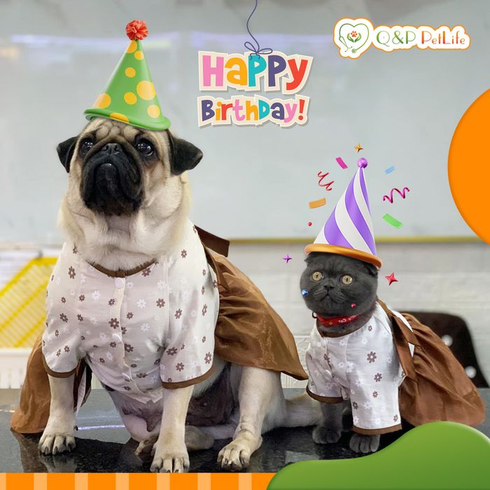 Hình ảnh Phòng Khám Thú Y Q&P PetLife 2