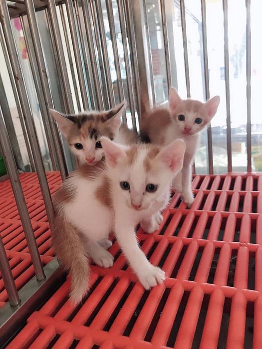Hình ảnh Lovely Pet Buôn Ma Thuột 1