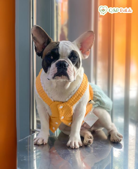 Hình ảnh Phòng Khám Thú Y Q&P PetLife 1