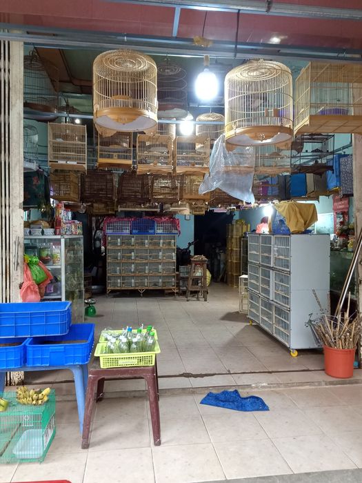 Hình ảnh 1 của Chim Cảnh Hoà Bình