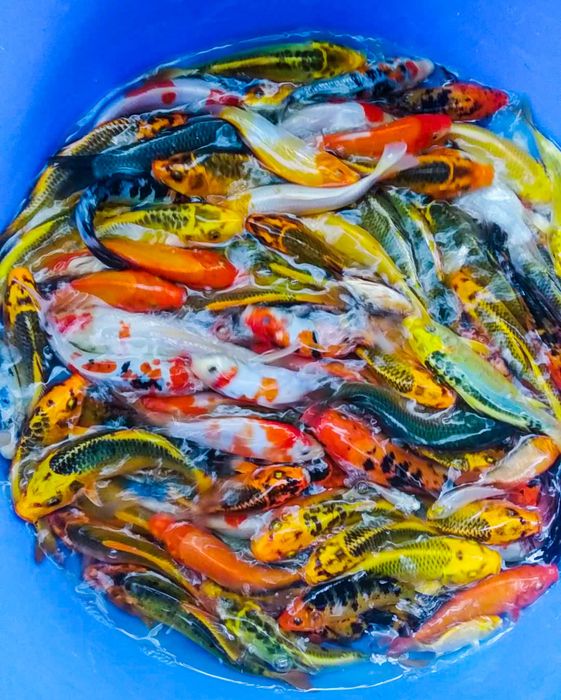 Ảnh 2 của Trang Trại Cá Koi Diệp Long