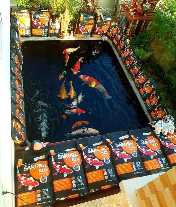 Hình Ảnh Thái Hòa Koi Farm 1