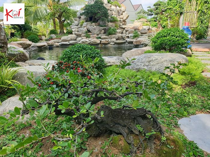 Ảnh của Dịch vụ Koi 1