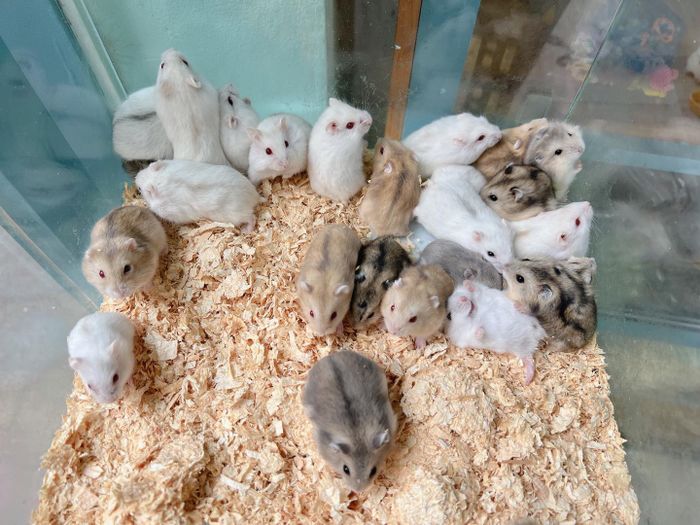 Hình ảnh The Hamster 1