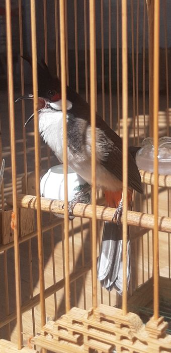 Hình ảnh 2 của Chim Cảnh Trần Gia