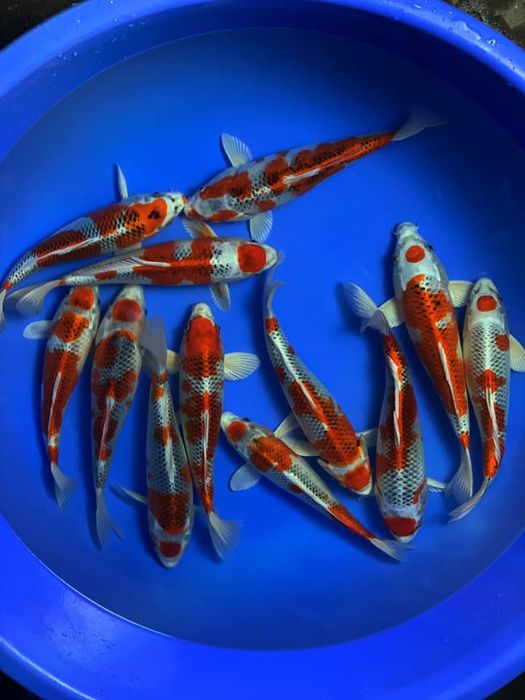 Ảnh 2 của KING KOI FARM JP