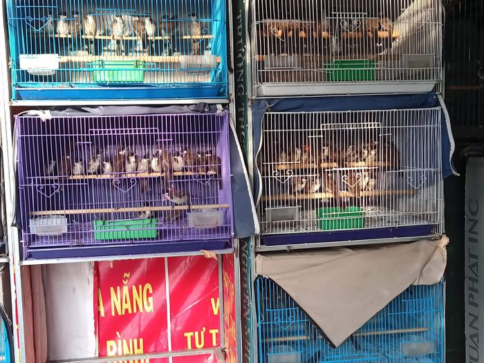 Hình ảnh 2 của Tiệm chim cảnh Linh Mập