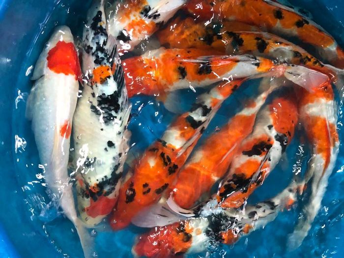 Hình ảnh 2 của Trại Cá Koi Bác Hường