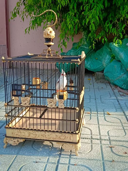 Hình ảnh 2 của Chim Cảnh Hoàng Thạch