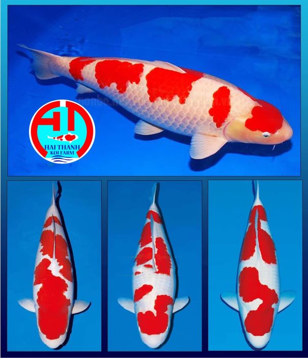 Hình ảnh 1 của Hải Thanh Koi Farm