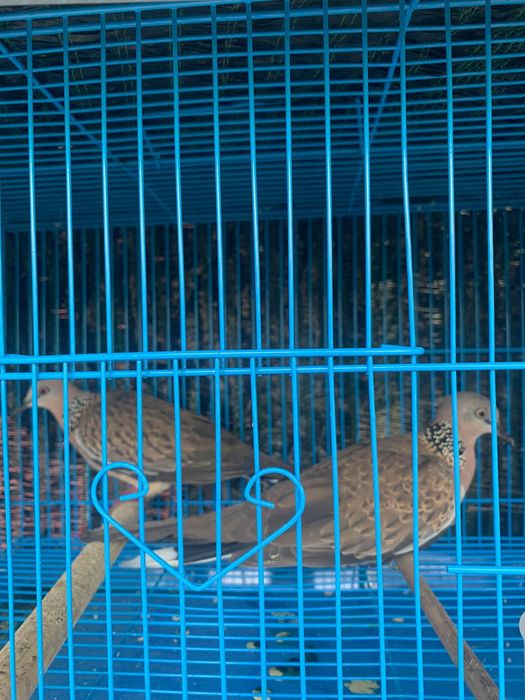 Hình ảnh 2 của Chim Cảnh Hoà Bình