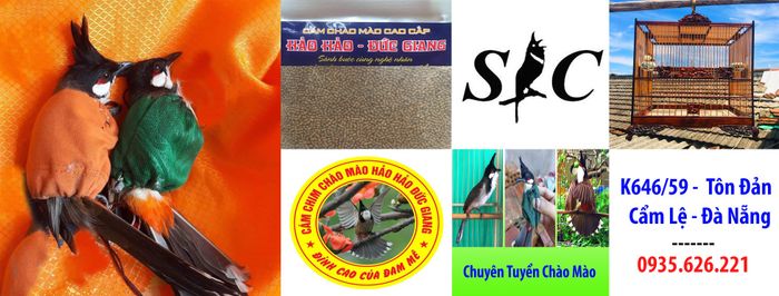 Hình ảnh 1 của Chim Cảnh Hoàng Thạch
