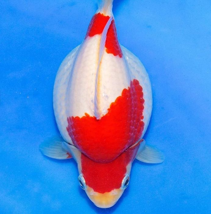 Trang trại cá siro koi Fam - Hình ảnh 2