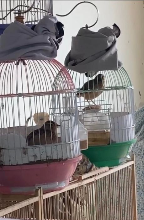 Hình ảnh 2 của Chim Cảnh Sông Thu