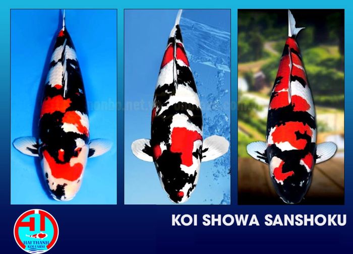 Hình ảnh 2 của Hải Thanh Koi Farm