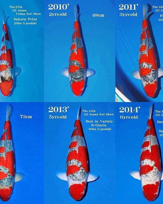 Ảnh 2 của Thái Hòa Koi Farm