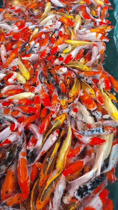 Ảnh 2 tại Thanh Lâm Koi Farm