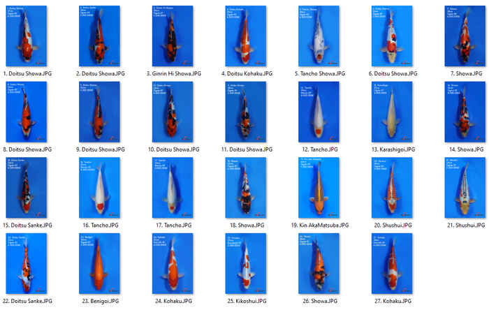 Hình ảnh 2 của Thế Giới Koi - Koilover