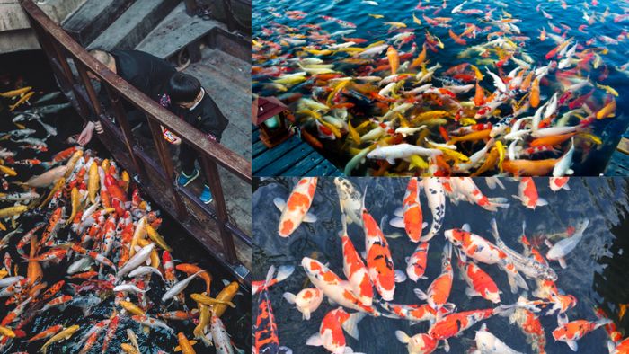 Ảnh 1 của Trang Trại Cá Koi Diệp Long