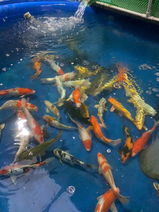 Ảnh 1 của FARM KOI KING JP