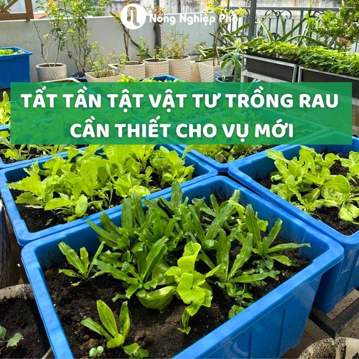 Nông Nghiệp Phố - Hình 2