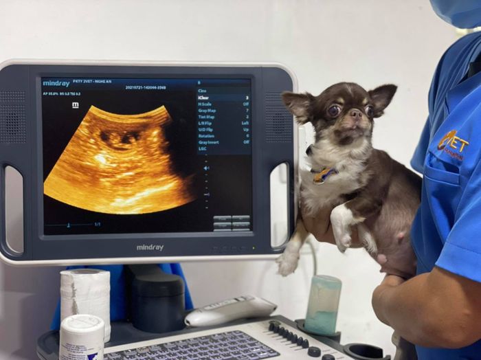 Ảnh 1 của Phòng khám thú y 2Vet
