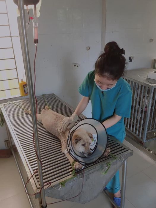 Hình ảnh 2 của Bệnh Viện Thú Y TP Vinh