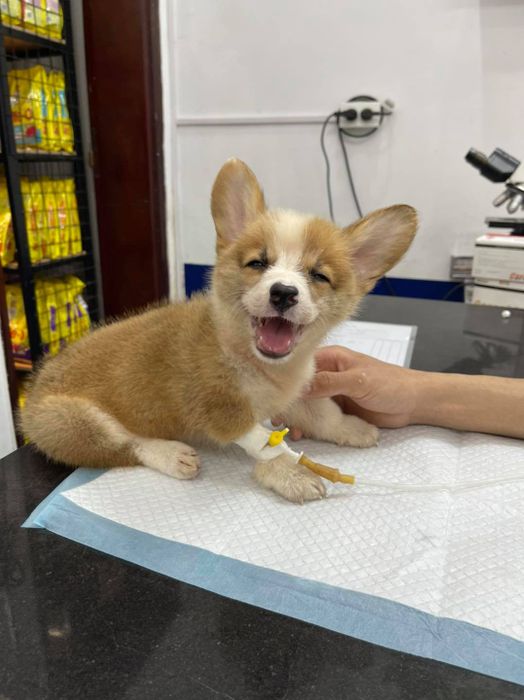 Bệnh Viện Thú Y SHIBA - Ảnh 2