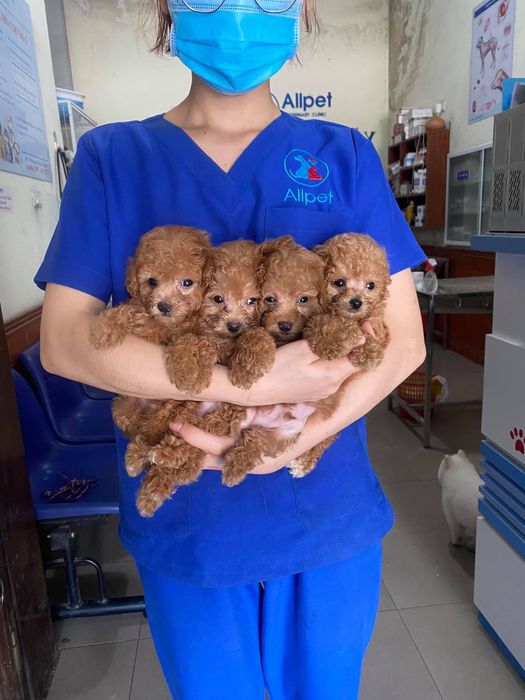 Ảnh của Phòng Khám Thú Y Allpet 2