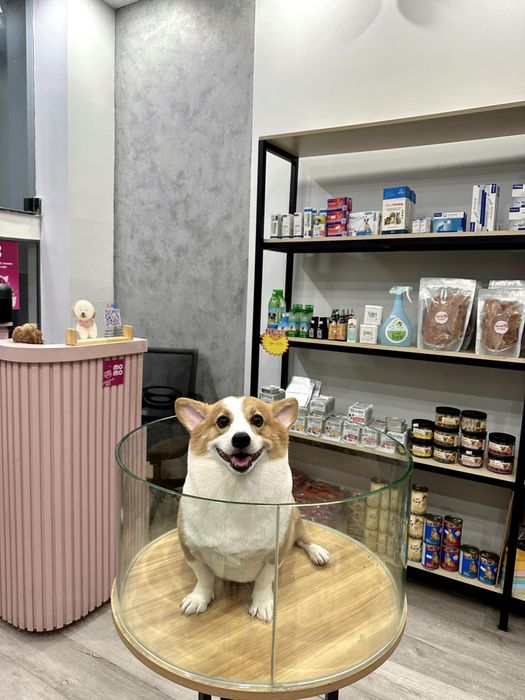 Fela Pet hình 2
