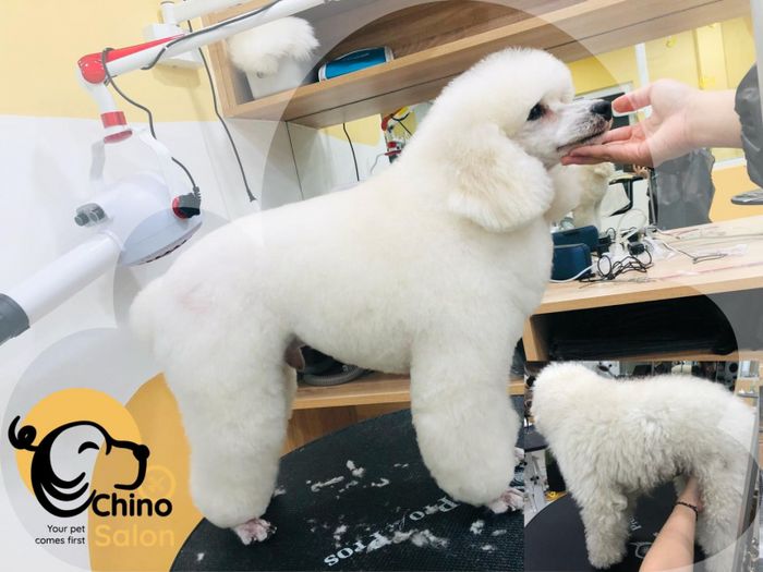 Hình ảnh 1 của Chino Pet