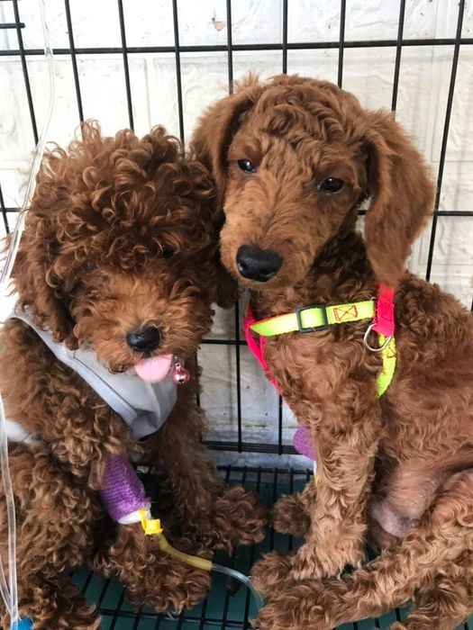 Hình ảnh Phòng Khám Thú Y Huyền 2