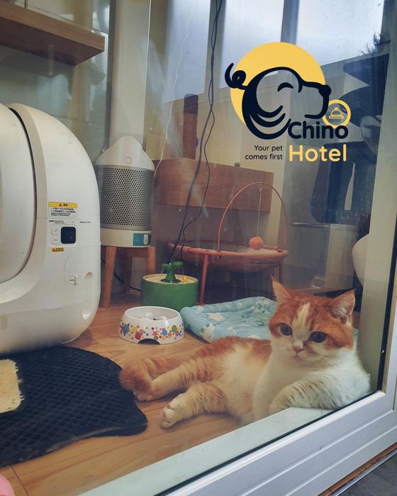Hình ảnh 2 của Chino Pet
