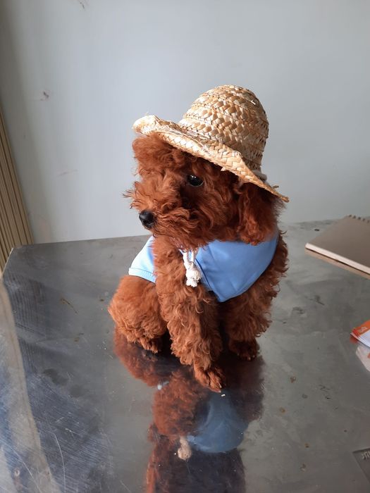 Hình ảnh Phòng khám thú y và Petshop Hòa Thân 1