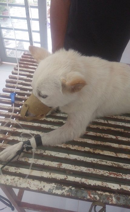 Hình ảnh Phòng khám thú y Ánh Hồng 2