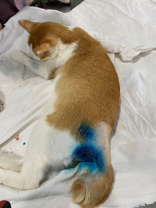 Hình ảnh Phòng khám thú y Anh Khả 1