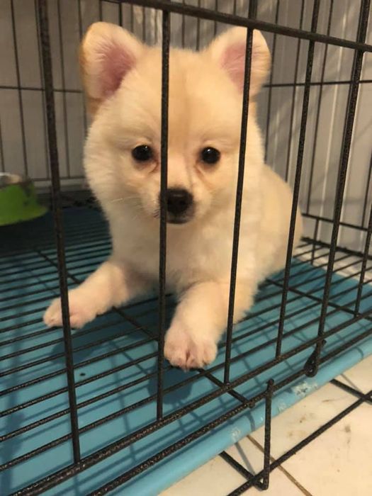 Hình ảnh Phòng Khám Thú Y Hoàng Vy 1