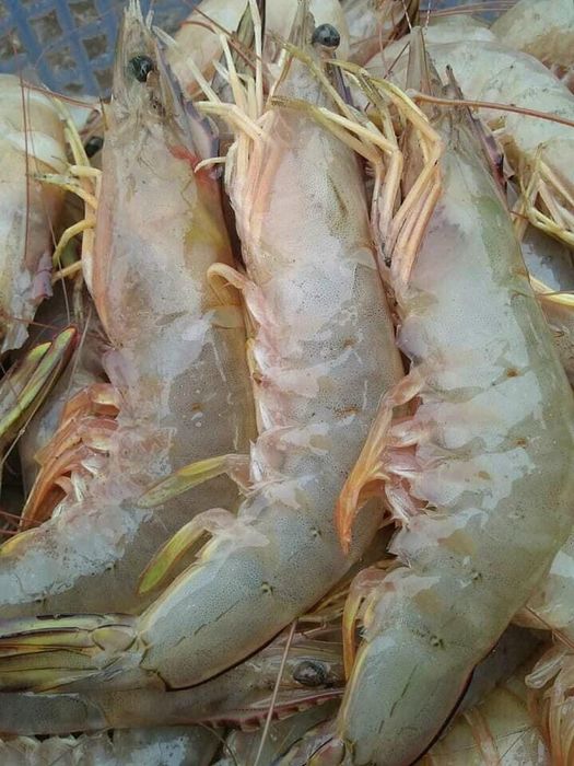 HC Farm - Thực phẩm Tự nhiên & Đặc sản Vùng miền - Hình 1