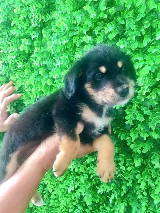 Hình ảnh Phòng Khám Thú Y Huyền 1