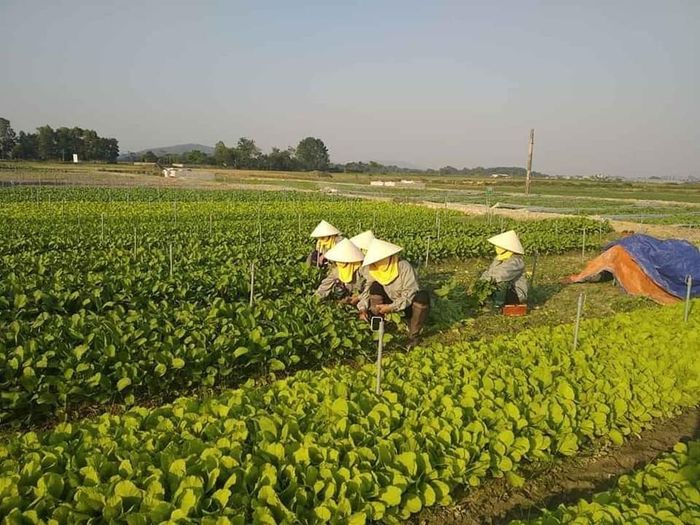 NCC Thực phẩm sạch Hiền Nhuần - Hình 3