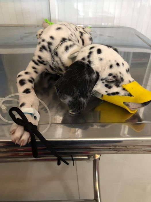 Hình ảnh 2 của Phòng Khám Thú Y Hoàng Vy