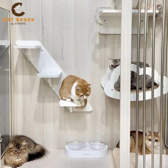 Hình ảnh Cat Space by 4 PAWS - Dịch vụ Chăm sóc Mèo