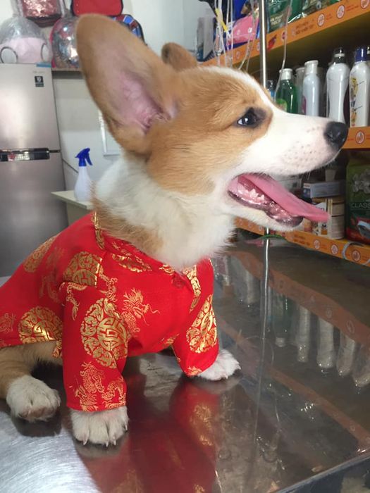 Hình ảnh Phòng khám thú y Hala 2