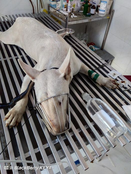 Hình ảnh Phòng khám thú y Ánh Hồng